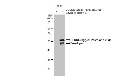 Anti-Powassan virus Envelope antibody [HL2957] used in Western Blot (WB). GTX640342