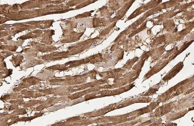 Anti-Flightless I antibody [HL2966] used in IHC (Paraffin sections) (IHC-P). GTX640353