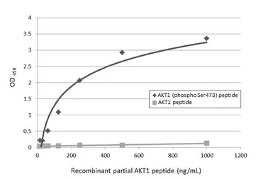 Anti-AKT (phospho Ser473) antibody [HL2971] used in  (). GTX640358