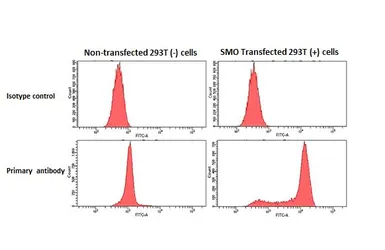 Anti-Smoothened homolog antibody [HL2975] used in Flow cytometry (FCM). GTX640362