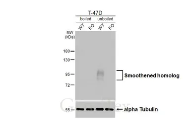 Anti-Smoothened homolog antibody [HL2975] used in Western Blot (WB). GTX640362