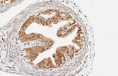 Anti-RGS2 antibody [HL2987] used in IHC (Paraffin sections) (IHC-P). GTX640397