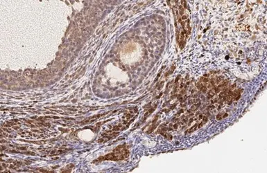 Anti-RGS2 antibody [HL2987] used in IHC (Paraffin sections) (IHC-P). GTX640397
