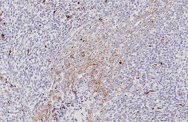 Anti-RGS2 antibody [HL2988] used in IHC (Paraffin sections) (IHC-P). GTX640398