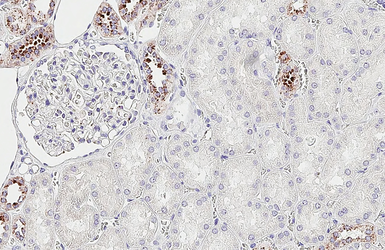 Anti-RGS2 antibody [HL2988] used in IHC (Paraffin sections) (IHC-P). GTX640398