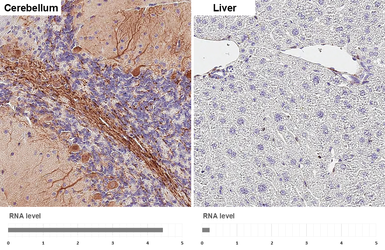 Anti-RGS2 antibody [HL2988] used in IHC (Paraffin sections) (IHC-P). GTX640398