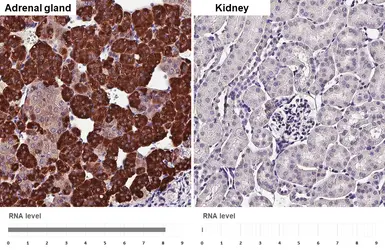 Anti-Chromogranin C antibody [HL2992] used in IHC (Paraffin sections) (IHC-P). GTX640402