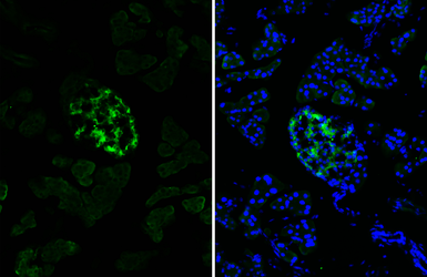 Anti-Chromogranin C antibody [HL2992] used in IHC (Frozen sections) (IHC-Fr). GTX640402