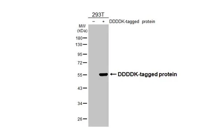 Anti-DDDDK tag antibody [M2-RB] used in Western Blot (WB). GTX640415
