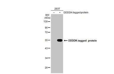 Anti-DDDDK tag antibody [M2-RB] used in Western Blot (WB). GTX640415