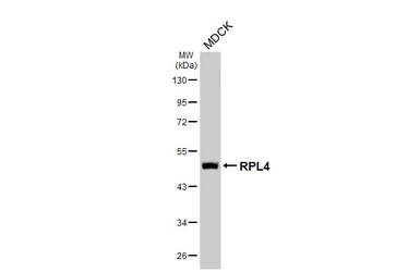 Anti-RPL4 antibody [HL3006] used in Western Blot (WB). GTX640419