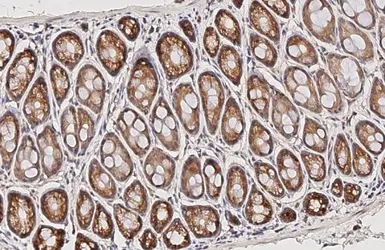 Anti-RPL4 antibody [HL3006] used in IHC (Paraffin sections) (IHC-P). GTX640419