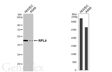 Anti-RPL4 antibody [HL3008] used in Western Blot (WB). GTX640421