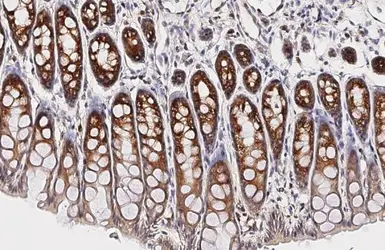 Anti-RPL4 antibody [HL3008] used in IHC (Paraffin sections) (IHC-P). GTX640421