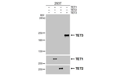 Anti-TET3 antibody [HL3009] used in Western Blot (WB). GTX640422
