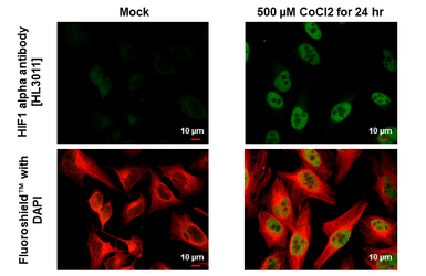 Anti-HIF1 alpha antibody [HL3011] used in Immunocytochemistry/ Immunofluorescence (ICC/IF). GTX640424