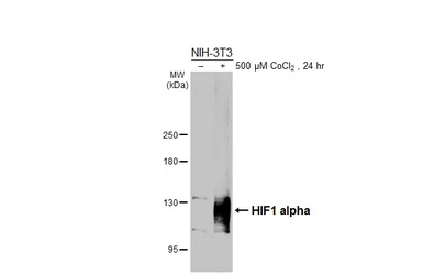 Anti-HIF1 alpha antibody [HL3011] used in Western Blot (WB). GTX640424
