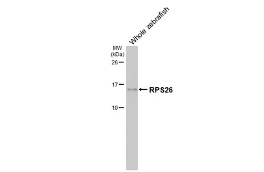 Anti-RPS26 antibody [HL3013] used in Western Blot (WB). GTX640426