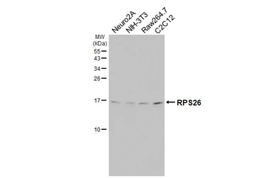 Anti-RPS26 antibody [HL3013] used in Western Blot (WB). GTX640426