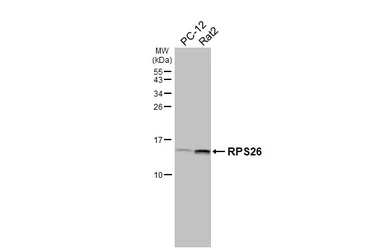Anti-RPS26 antibody [HL3013] used in Western Blot (WB). GTX640426