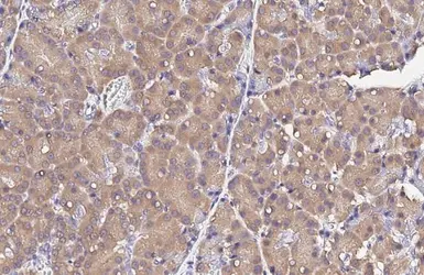 Anti-RPS26 antibody [HL3013] used in IHC (Paraffin sections) (IHC-P). GTX640426
