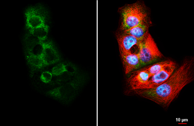 Anti-RPS26 antibody [HL3013] used in Immunocytochemistry/ Immunofluorescence (ICC/IF). GTX640426