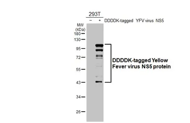 Anti-Yellow Fever virus NS5 protein antibody [HL3014] used in Western Blot (WB). GTX640427
