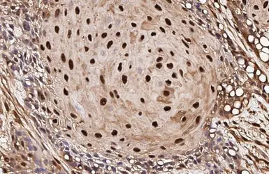 Anti-VCP antibody [HL3018] used in IHC (Paraffin sections) (IHC-P). GTX640431