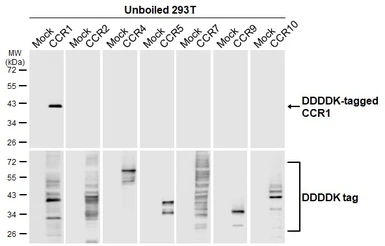 Anti-CCR1 antibody [HL3023] used in Western Blot (WB). GTX640436
