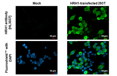Anti-HRH1 antibody [HL3037] used in Immunocytochemistry/ Immunofluorescence (ICC/IF). GTX640475
