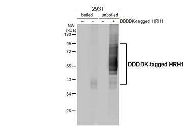 Anti-HRH1 antibody [HL3037] used in Western Blot (WB). GTX640475