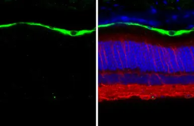 Anti-RGR antibody [HL3058] used in IHC (Paraffin sections) (IHC-P). GTX640501