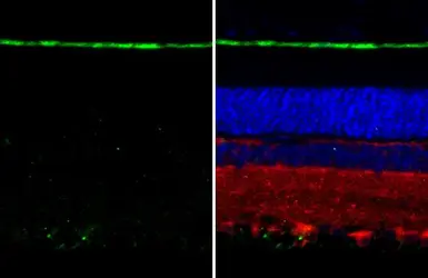 Anti-RGR antibody [HL3058] used in IHC (Paraffin sections) (IHC-P). GTX640501