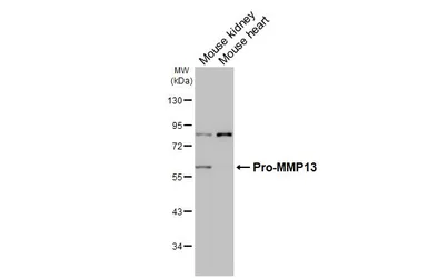 Anti-MMP13 antibody [HL3067] used in Western Blot (WB). GTX640513