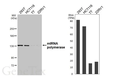 Anti-mtRNA polymerase antibody [HL3068] used in Western Blot (WB). GTX640514
