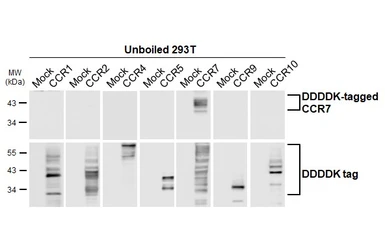 Anti-CCR7 antibody [HL3075] used in  (). GTX640521