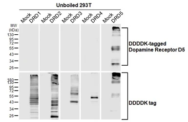 Anti-Dopamine Receptor D5 antibody [HL3081] used in  (). GTX640527