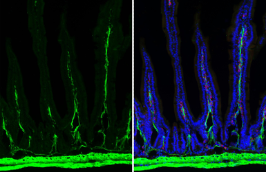 Anti-alpha Smooth Muscle Actin antibody [HL3085] used in IHC (Frozen sections) (IHC-Fr). GTX640531