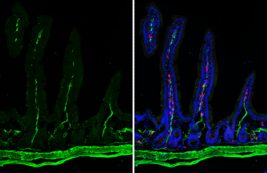 Anti-alpha Smooth Muscle Actin antibody [HL3088] used in IHC (Frozen sections) (IHC-Fr). GTX640534