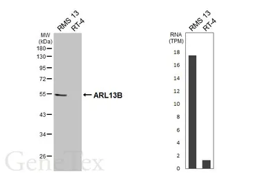 Anti-ARL13B antibody [HL3092] used in Western Blot (WB). GTX640538