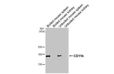 Anti-CD11b antibody [HL3095] used in Western Blot (WB). GTX640541