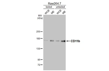 Anti-CD11b antibody [HL3097] used in Western Blot (WB). GTX640543