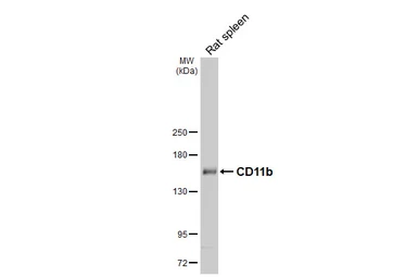 Anti-CD11b antibody [HL3097] used in Western Blot (WB). GTX640543