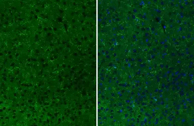 Anti-CD11b antibody [HL3097] used in IHC (Paraffin sections) (IHC-P). GTX640543
