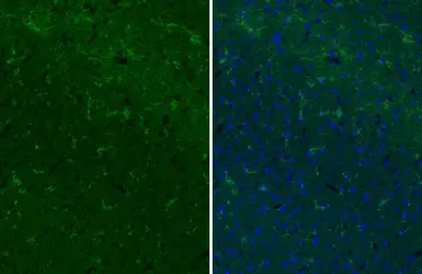 Anti-CD11b antibody [HL3097] used in IHC (Paraffin sections) (IHC-P). GTX640543