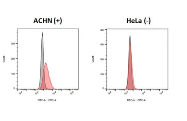 Anti-beta 2 Adrenergic Receptor antibody [HL3099] used in Flow cytometry (FCM). GTX640545