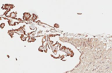 Anti-Dopamine Receptor D5 antibody [HL3100] used in IHC (Paraffin sections) (IHC-P). GTX640546