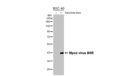 Anti-Mpox virus B6R antibody [HL3107] used in Western Blot (WB). GTX640553