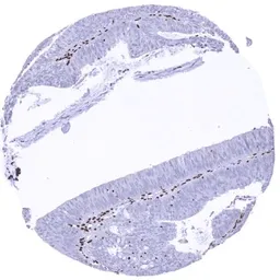 Anti-Mre11 antibody [HMV328] HistoMAX&trade; used in IHC (Paraffin sections) (IHC-P). GTX640560
