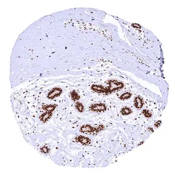 Anti-Mre11 antibody [HMV328] HistoMAX&trade; used in IHC (Paraffin sections) (IHC-P). GTX640560